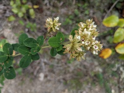 Lespedeza hirta, photographed by Matthew Gerke