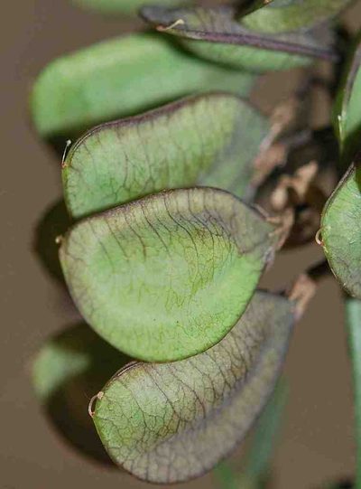 Lessertia herbacea, photographed by Charles Stirton