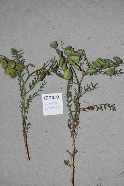 Lessertia herbacea, photographed by Charles Stirton