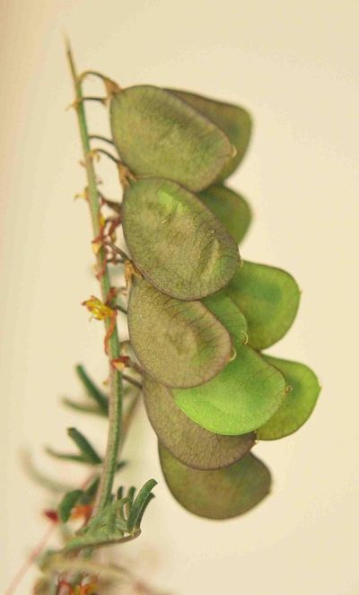Lessertia herbacea, photographed by Charles Stirton