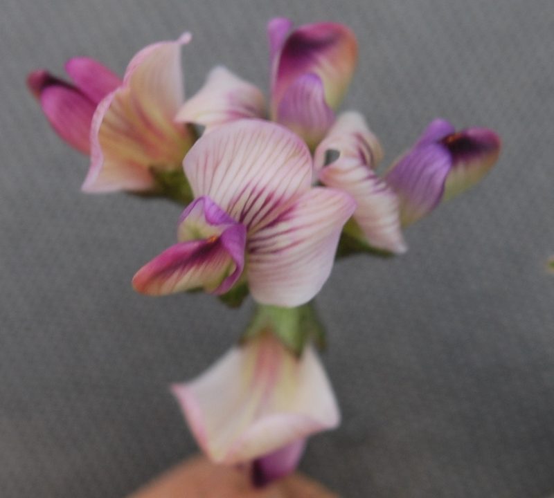 Lessertia pauciflora, photographed by Charles Stirton