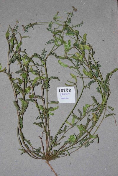 Lessertia pauciflora, photographed by Charles Stirton