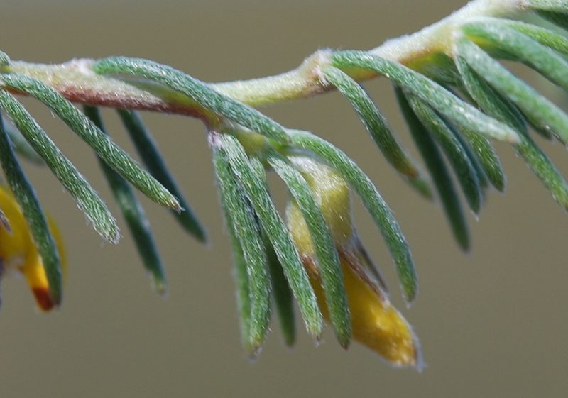 Aspalathus pycnantha, photographed by Charles Stirton