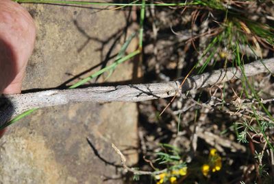 Aspalathus pycnantha, photographed by Charles Stirton