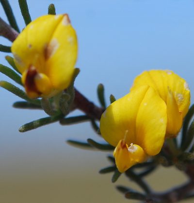 Aspalathus pycnantha, photographed by Charles Stirton
