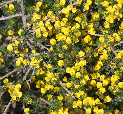 Aspalathus pycnantha, photographed by Charles Stirton