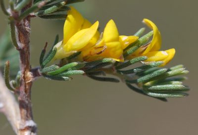 Aspalathus pycnantha, photographed by Charles Stirton
