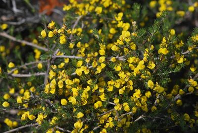 Aspalathus pycnantha, photographed by Charles Stirton