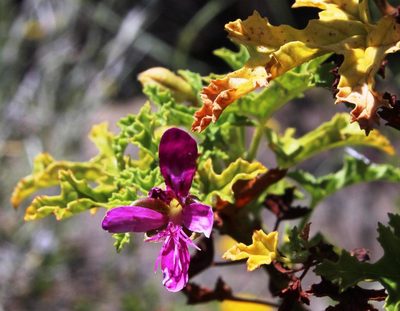 Pelargonium quercifolium, photographed by Tony Rebelo
