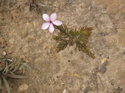 Acmadenia gracilis, photographed by Di Turner