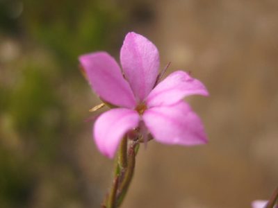 Acmadenia gracilis, photographed by Di Turner