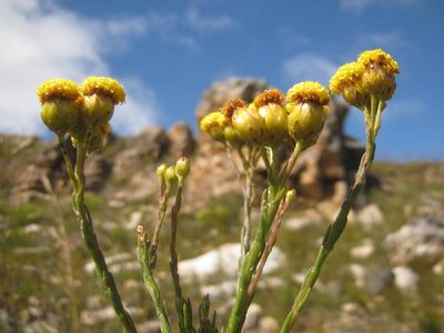 Athanasia linifolia, photographed by Di Turner