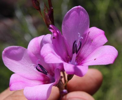 Dierama robustum, photographed by Tony Rebelo