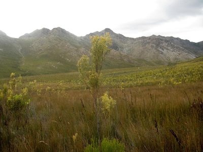 Leucadendron ericifolium, photographed by Di Turner