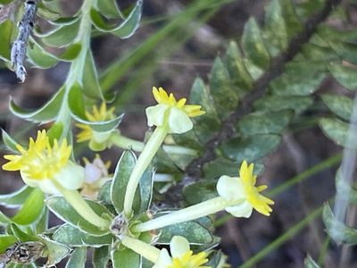 Struthiola argentea, photographed by Christina
