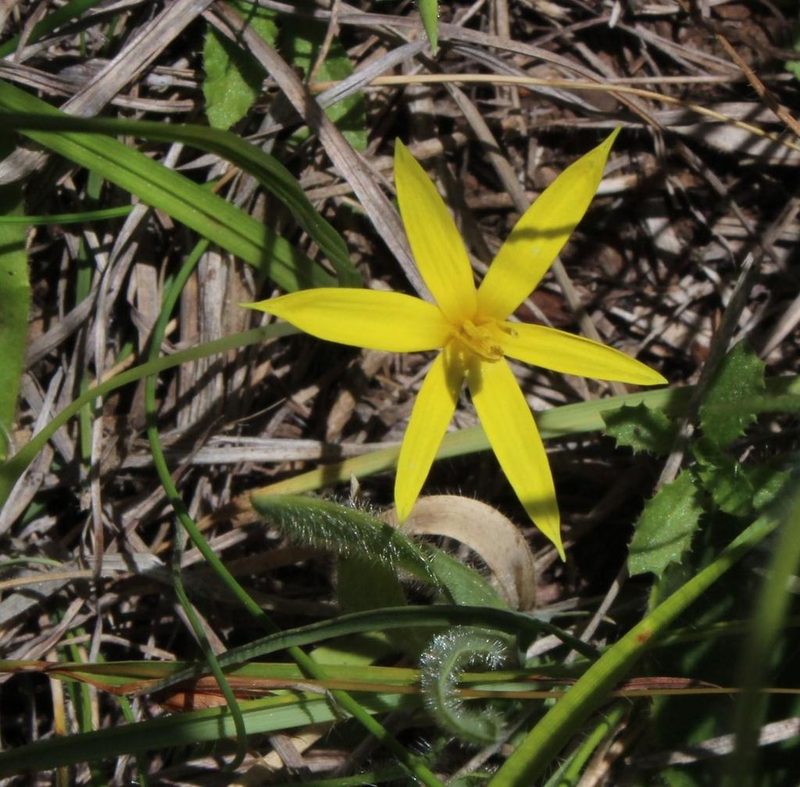 Empodium elongatum, photographed by Tony Rebelo