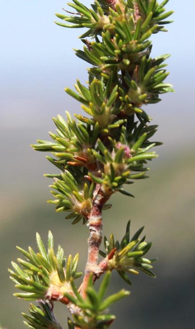 Cliffortia montana, photographed by Tony Rebelo