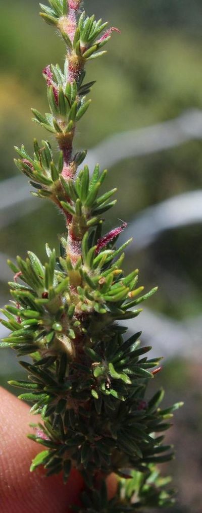 Cliffortia montana, photographed by Tony Rebelo