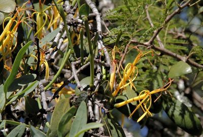 Pedistylis galpinii, photographed by Wynand Uys