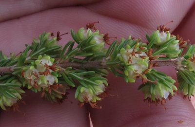 Erica glumiflora, photographed by Brian du Preez