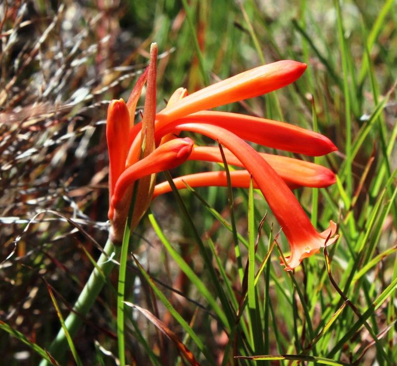 Cyrtanthus macowanii, photographed by Tony Rebelo