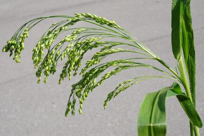 Panicum miliaceum, photographed by Patrick Hacker