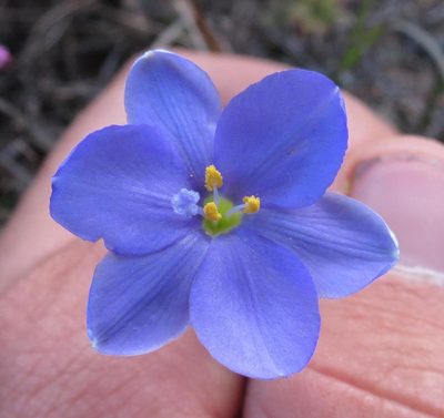 Aristea ensifolia, photographed by Brian du Preez