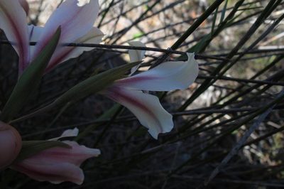 Gladiolus grandiflorus, photographed by Brian du Preez