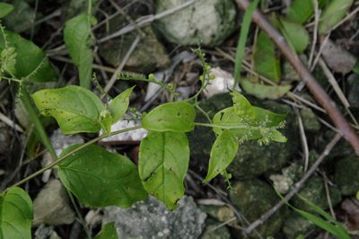 Myriopus volubilis, photographed by Eric Knight