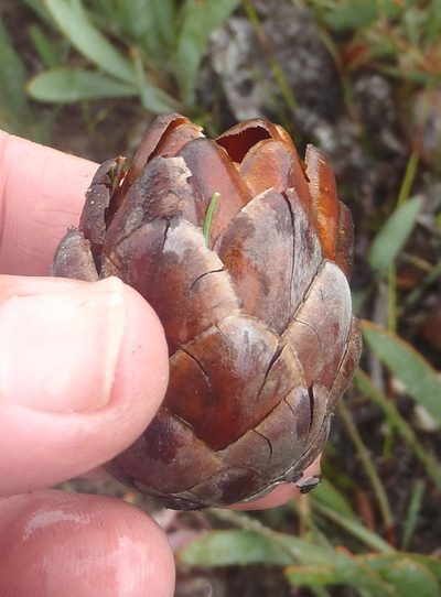 Protea vogtsiae, photographed by Nicola van Berkel