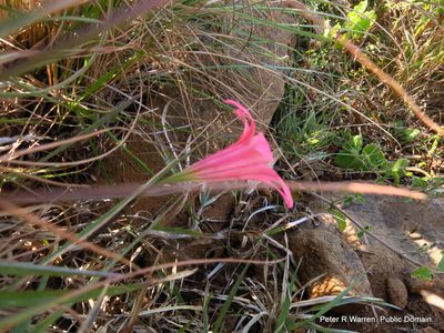 Cyrtanthus galpinii, photographed by Peter Warren