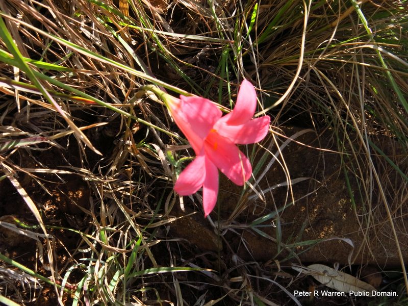 Cyrtanthus galpinii, photographed by Peter Warren
