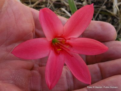 Cyrtanthus galpinii, photographed by Peter Warren