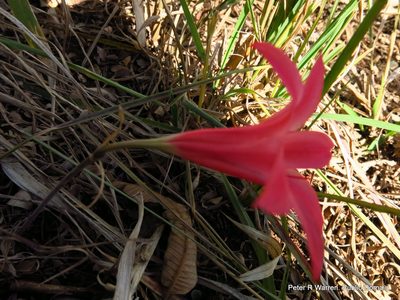 Cyrtanthus galpinii, photographed by Peter Warren