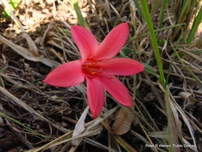Cyrtanthus galpinii, photographed by Peter Warren