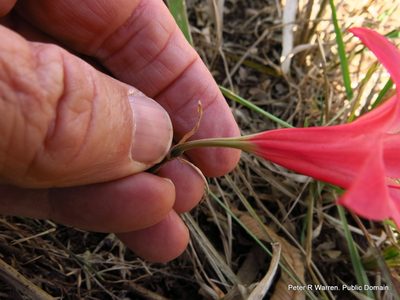 Cyrtanthus galpinii, photographed by Peter Warren