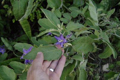 Solanum houstonii, photographed by Eric Knight