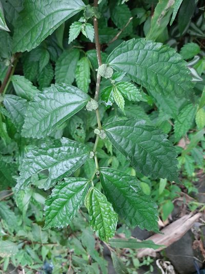 Elatostema cyrtandrifolium, photographed by Bella Lin