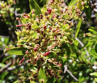 Olinia emarginata, photographed by Tony Rebelo