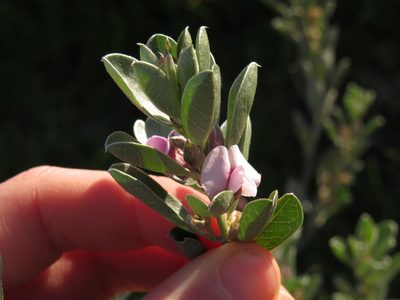 Podalyria sericea, photographed by Jeremy Gilmore