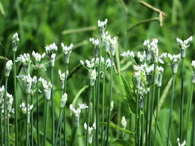 Allium tuberosum, photographed by mami_t_t