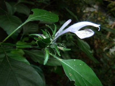 Isoglossa cooperi, photographed by M Kriek