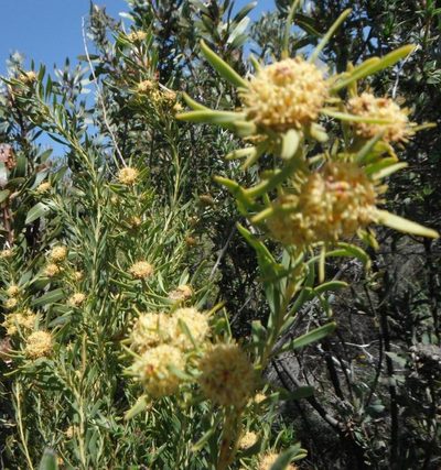 Leucadendron sheilae, photographed by linkie