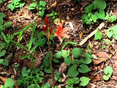 Lycoris sanguinea, photographed by mami_t_t