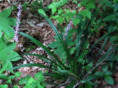 Liriope muscari, photographed by mami_t_t