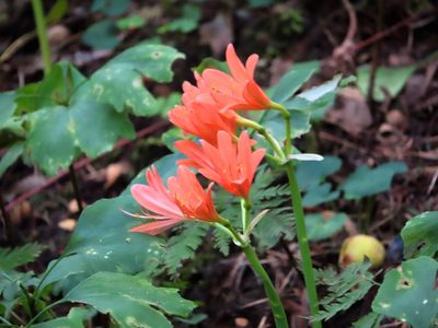 Lycoris sanguinea, photographed by mami_t_t