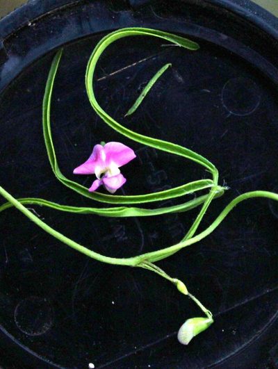 Dolichos angustissimus, photographed by Tony Rebelo