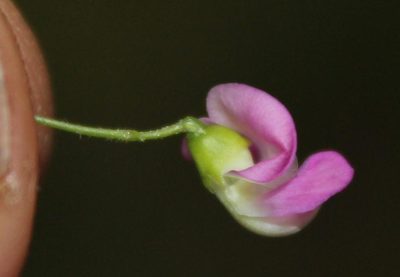 Dolichos angustissimus, photographed by Tony Rebelo