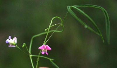 Dolichos angustissimus, photographed by Tony Rebelo