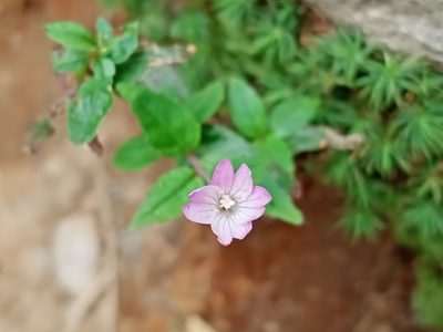 Epilobium montanum, photographed by Lucie Karna